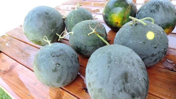 Watermelons Sugar Baby have a small size