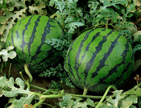 Sawing watermelons in the garden
