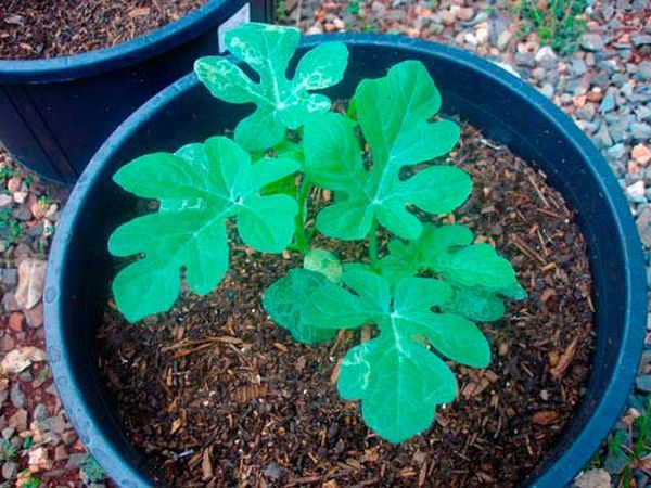 La piantina è pronta per il trapianto dopo la comparsa di 5-7 foglie