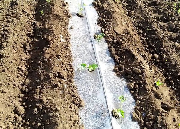 Alberelli piantati in modo sfalsato a una distanza di circa mezzo metro
