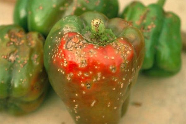 Πιπεριές βακτηριακού καρκίνου