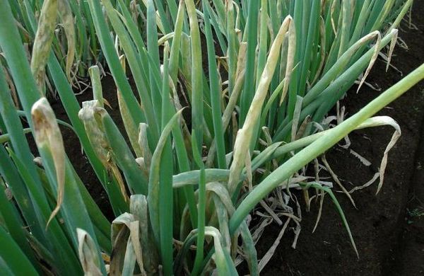 En raison de la maladie, le batun peut dessécher la partie aérienne.