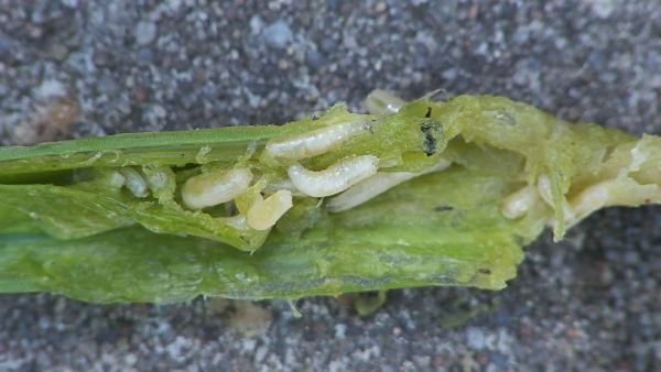 Batun défaites mouche