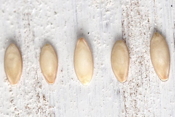 Les graines doivent être soigneusement filtrées et filtrées, désinfectées et durcies.