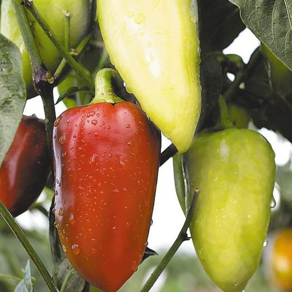 При достигане на зрялост плодовете стават червени.