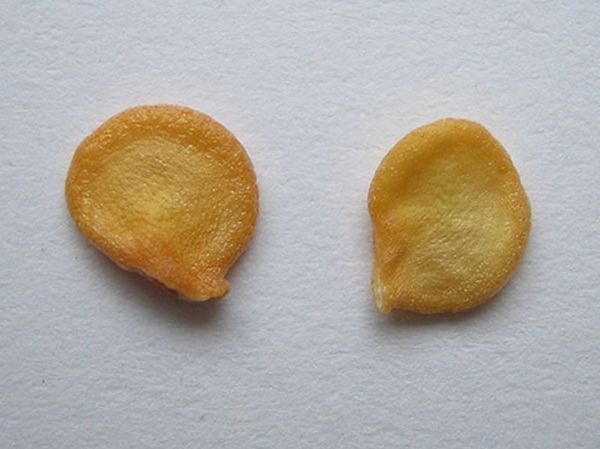 Семена от пипер Belozerka