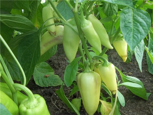 Разновидност Белозерка различен ранен зрялост