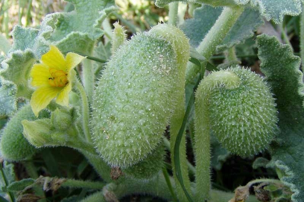  Wild cucumber: description and characteristics of the plant, application in landscape design