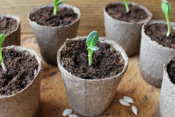It is necessary to plant the seeds immediately in separate cups, pickling shoots endure very bad
