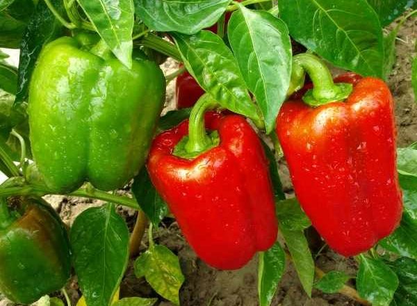  زراعة الفلفل