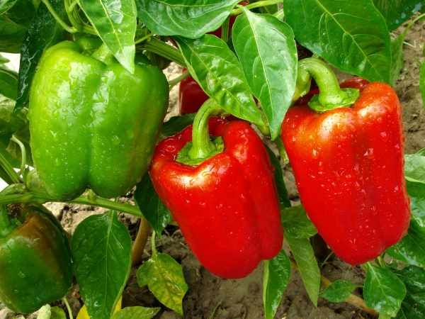  Cultivation of bell pepper