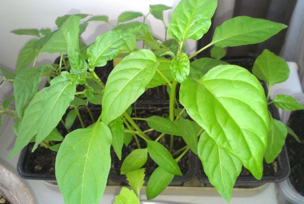 Growing seedlings of Bulgarian pepper occurs in pots
