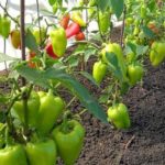 Each bush must be tied to a peg