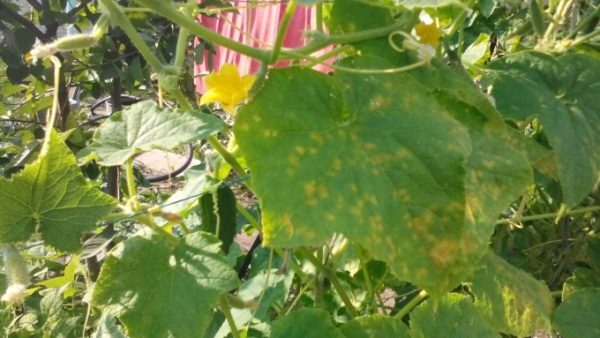 Signes de cladosporia sur les concombres