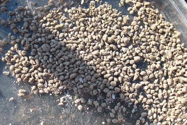 Carrot seeds in chalk crumb