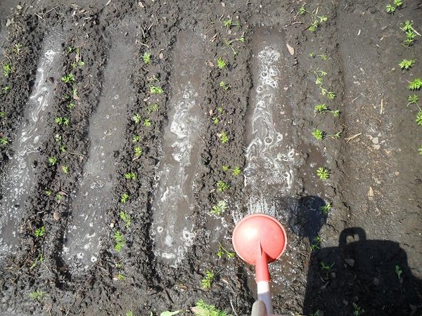Proper watering carrots - one of the components of care
