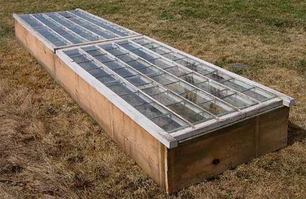 The more sun, the higher the yield of pepper