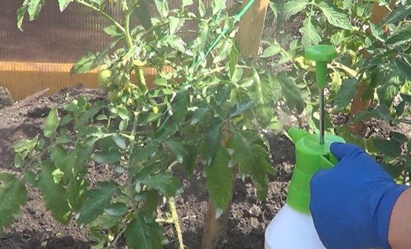 Treatment of tomato bushes from fungal diseases