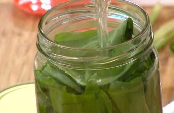 Cooking tincture of wild garlic