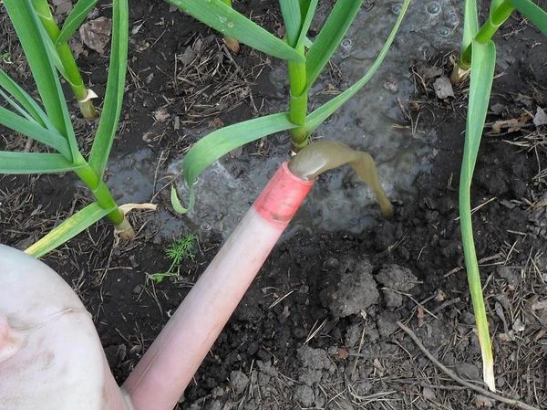 Garlic reacts best to organic fertilizers.