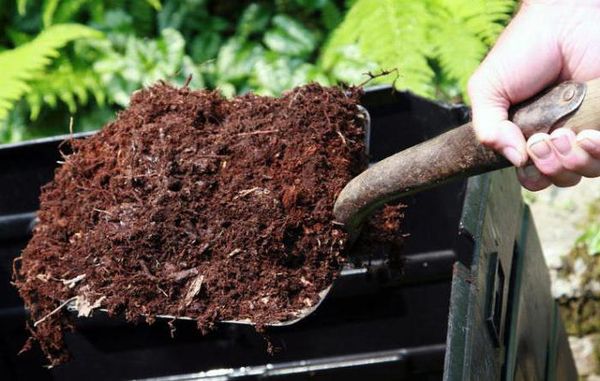 Compost can be used to enrich the soil.