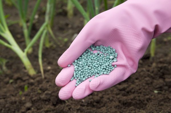 The rate of application of mineral fertilizers depends on the degree of enrichment of the soil