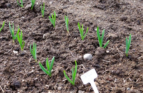 When planting garlic before winter shoots he gives in the spring