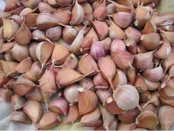 قبل الزراعة ، يجب معايرة البذور.