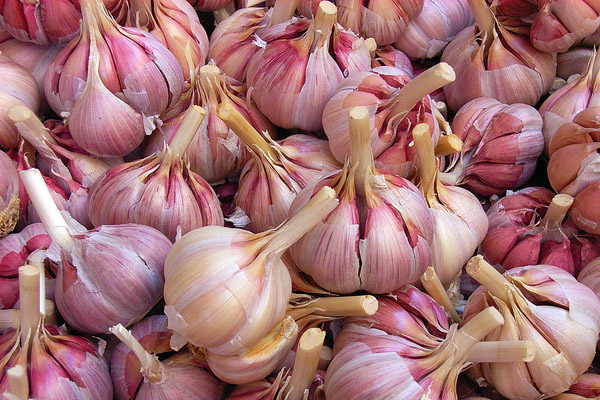 Garlic is used to treat many diseases.