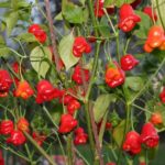 Χριστούγεννα κουδούνι