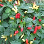 Μεγάλα πυροτεχνήματα