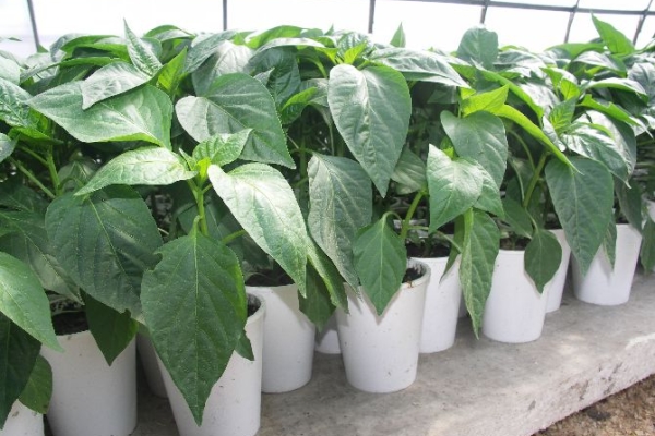 For greenhouse seeds need to be planted in mid-February, for open beds - after March 20