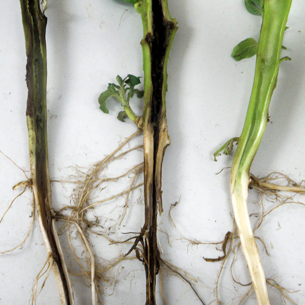 Ασθένεια των μαύρων ποδιών