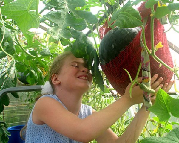 Tied watermelons in greenhouses