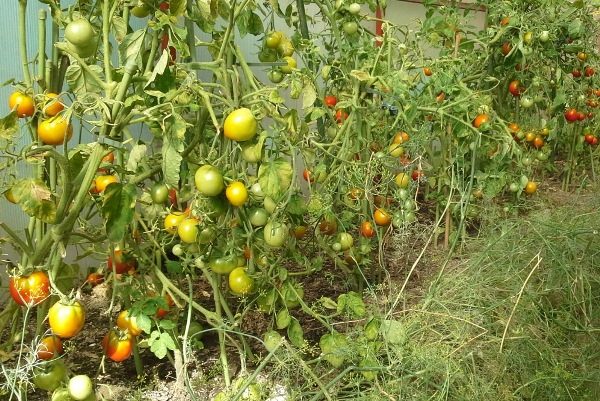 Tomates Zotolay Andromeda têm um caule grosso e grandes frutos redondos