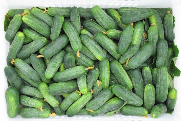 Hector F1 - a super early shrub variety with abundant fruiting, does not need pinching