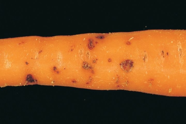 Maladie fongique fomoz