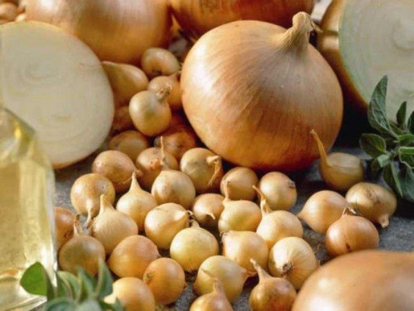 Lorsque le cou de la plante se dessèche, ils déterrent l'arbre