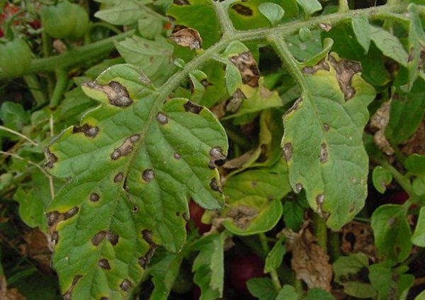 Phytophthalosis of tomatoes