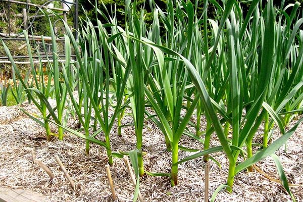  Garlic Cultivation