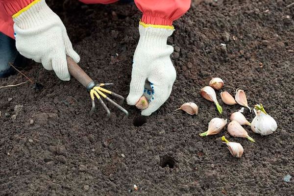 The timing of planting garlic plays a very important role