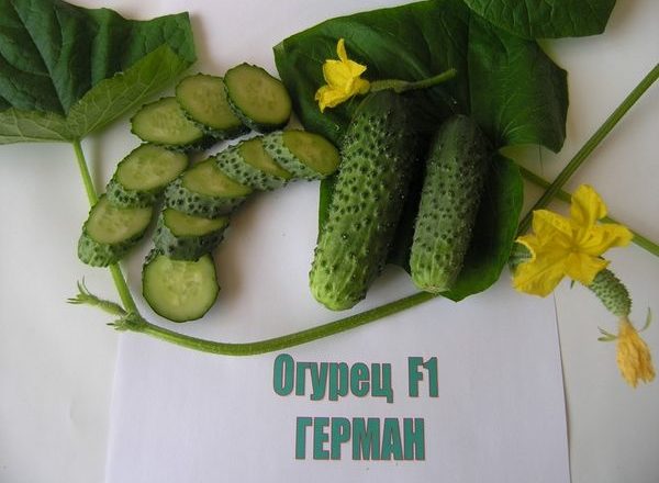  Variedades de pepino Herman
