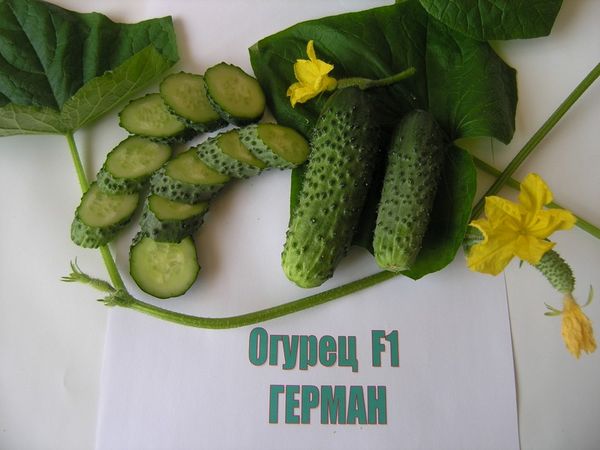  Cucumber varieties Herman