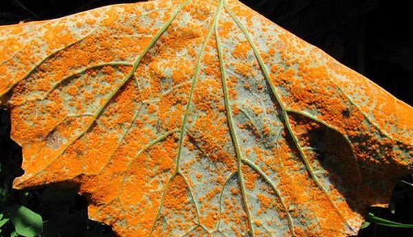 One of the main drawbacks of Herman cucumber is rust susceptibility.