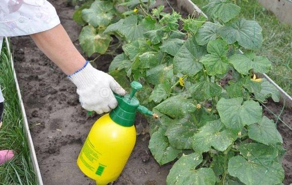 To get a second crop, you can use foliar dressing.