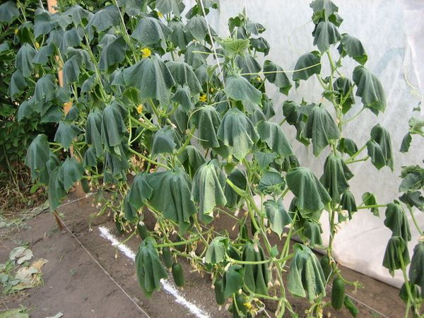 Effects of rust damage - gradual drying of the leaves