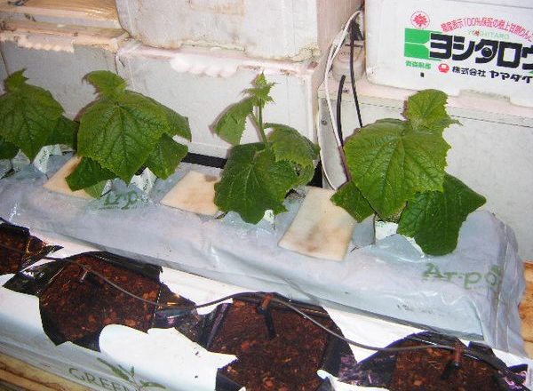  Hidroponia DIY para pepinos e tomates