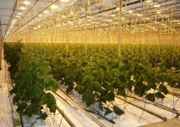 If the hydroponic system is used for industrial cultivation, pumps will need to be used.