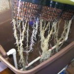 An example of a hydroponic system with your own hands