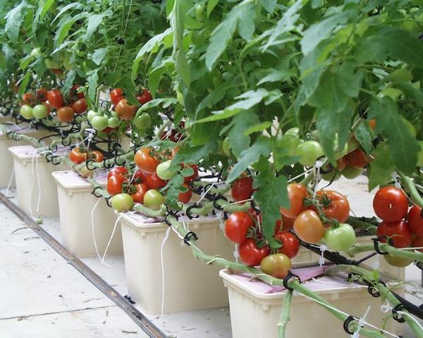 Tomatoes must be harvested as they ripen.